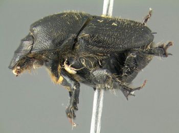Media type: image;   Entomology 602108 Aspect: habitus lateral view